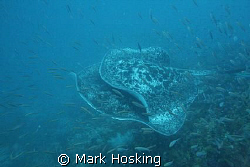 Two huge marble rays mating. Taken on the S.S Yongala. by Mark Hosking 
